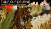 Tulip Cup 2014