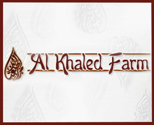 Al Khaled Farm Auction 10 November 2012